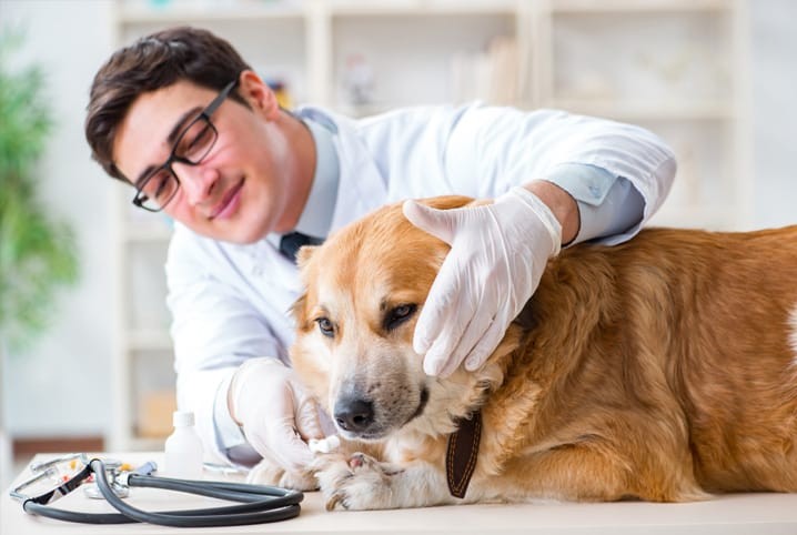 Homem veterinário cuidando de Golden Retrivier, exemplo de Persona para ser testada.